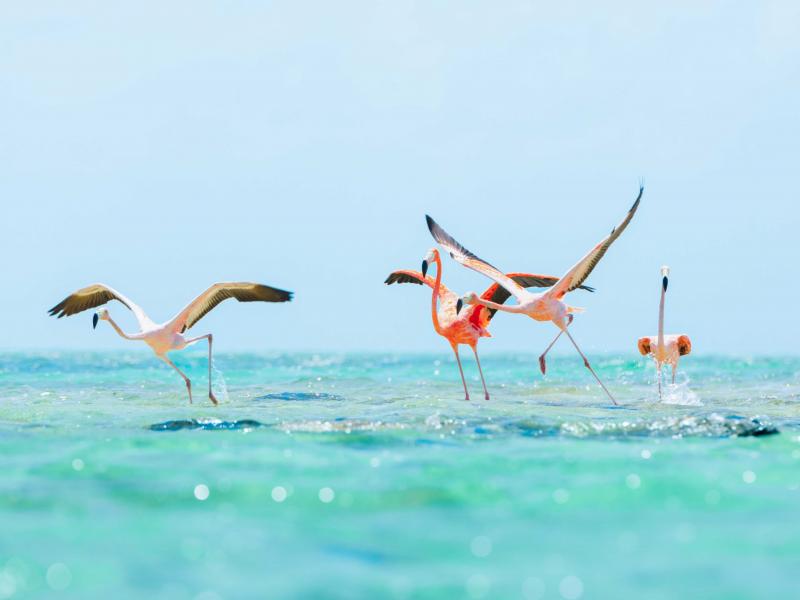 Ambergris Cay  , Ambergris Cay  